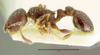 Media type: image;   Entomology 21039 Aspect: habitus lateral view
